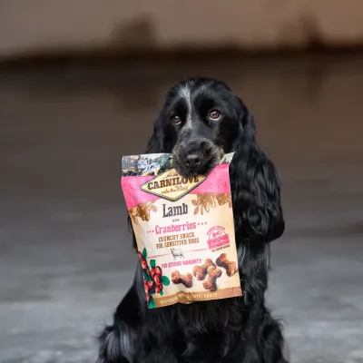 Dog - Expert kwalitatief hondenmateriaal SEO copywriting Nele Naert