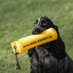 Dog - Expert kwalitatief hondenmateriaal SEO copywriting Nele Naert Engelse cocker copywriter honden